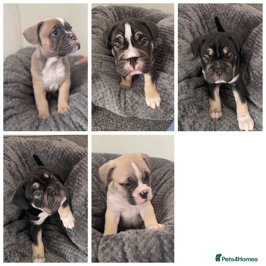 Mixed Breed dogs for sale: English bulldog French bulldog mix  - Image 19