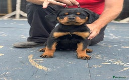 Rottweiler dogs for sale: Top quality German bred rottweilers - Image 7