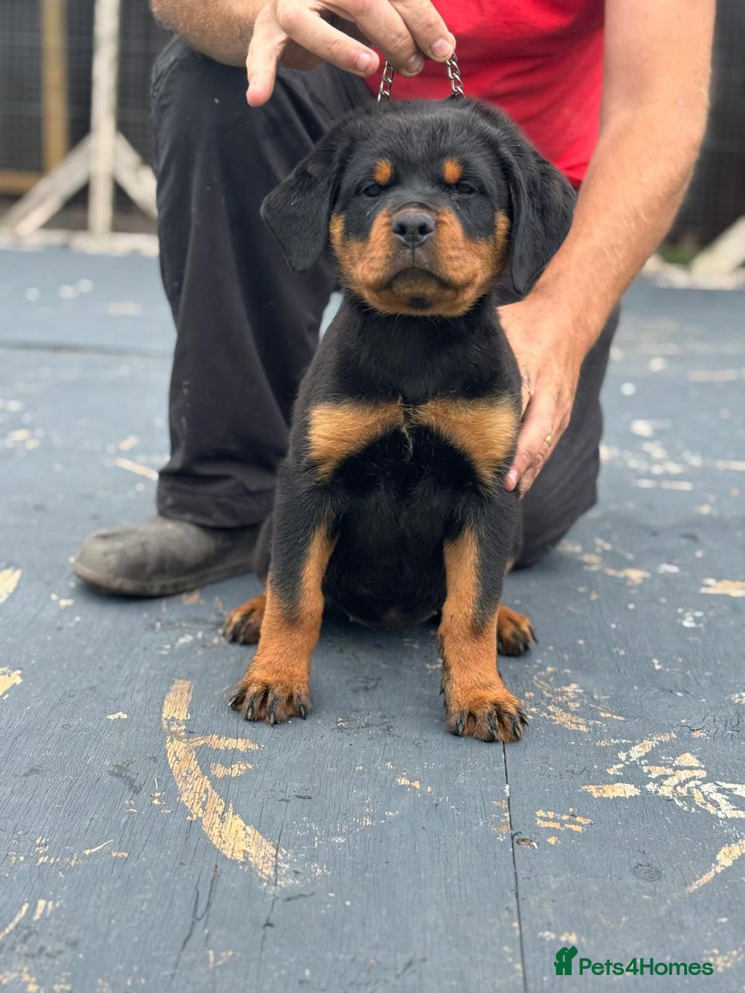 Rottweiler dogs for sale: Top quality German bred rottweilers - Image 7