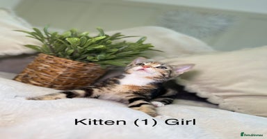 Mixed Breed cats - Advert 9