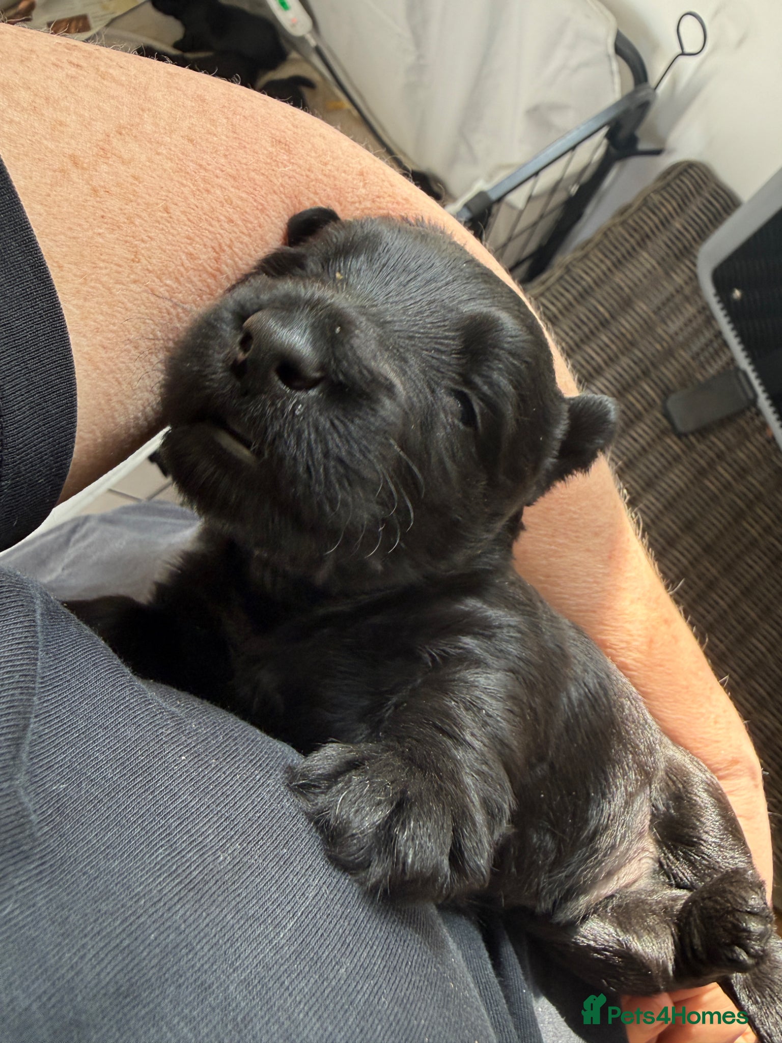 Scottish Terrier dogs KC reg Scottish Terrier Puppies  - Advert 2