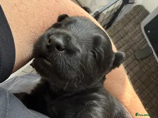 Scottish Terrier dogs KC reg Scottish Terrier Puppies - Advert 2