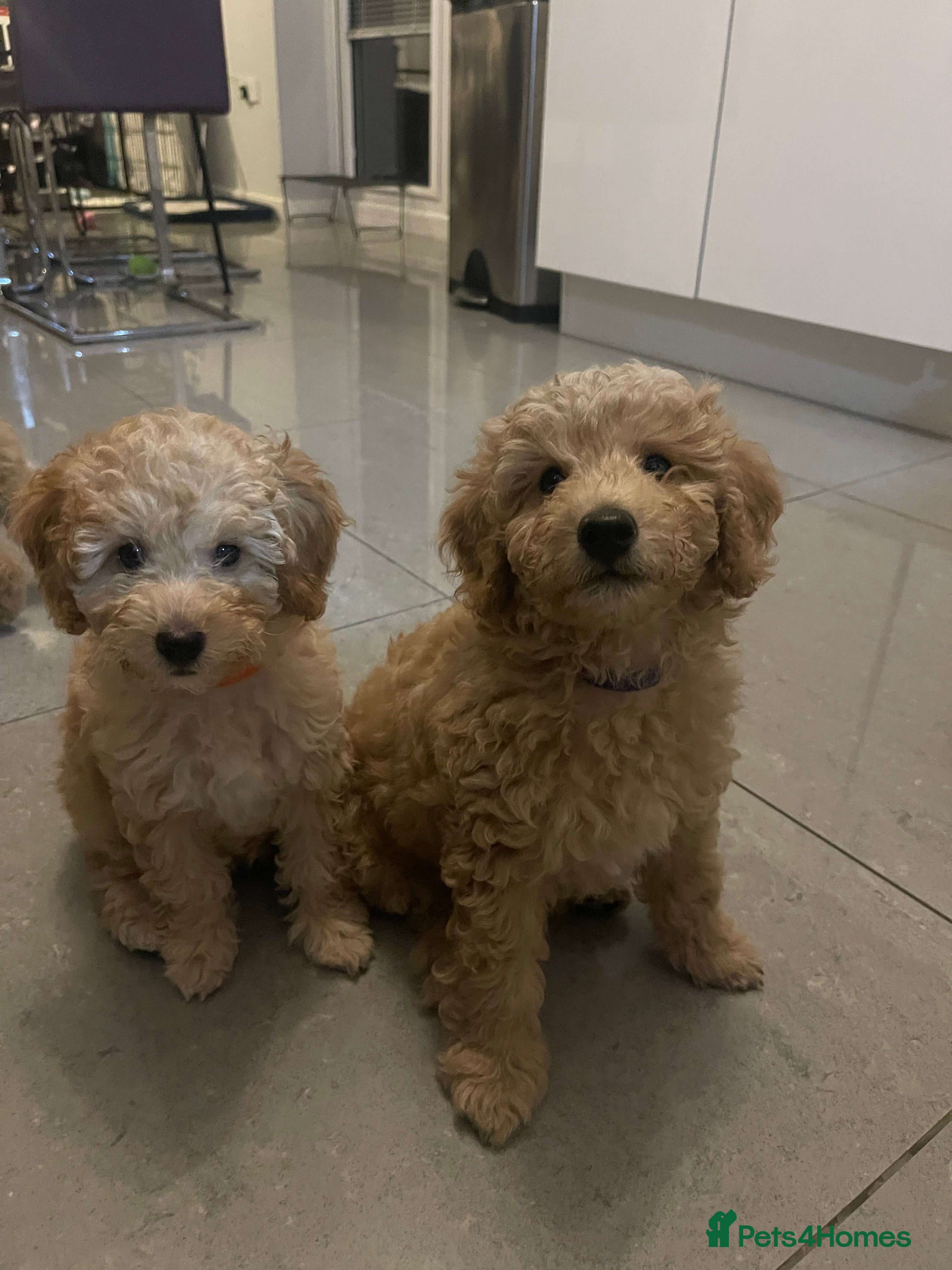 Miniature Poodle dogs Beautiful Miniature Poodle Puppies   - Advert 13
