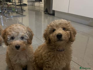 Miniature Poodle dogs Beautiful Miniature Poodle Puppies - Advert 13