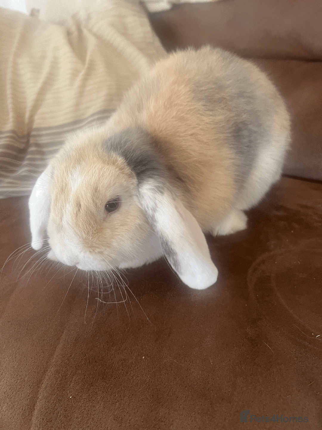 Mini Lop rabbits for sale: bunny for sale - Advert 1