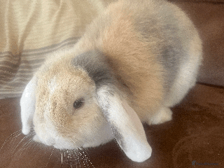 Mini Lop rabbits bunny for sale - Advert 1