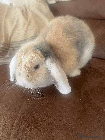Mini Lop rabbits bunny for sale - Advert 2