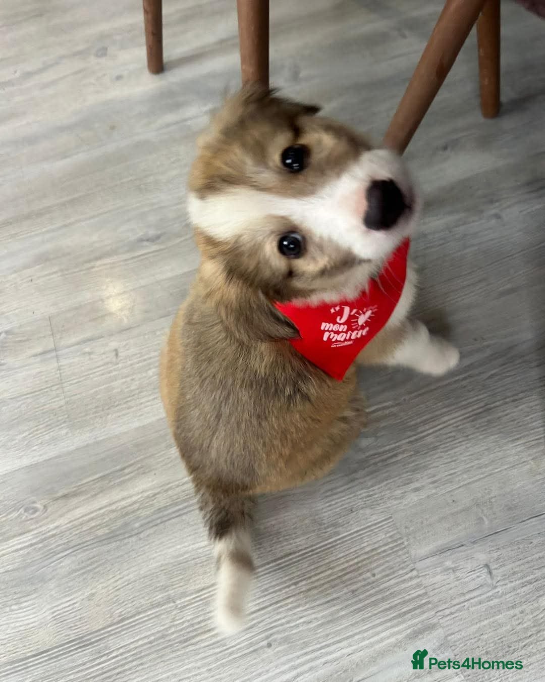 Mixed Breed dogs for sale: 💛🐾 Lovely Lisa 🐾💛 - Image 16