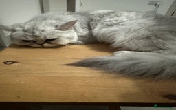 Persian cats for sale: Beautiful Chinchilla Persian Cat (3 Years Old) - Image 2