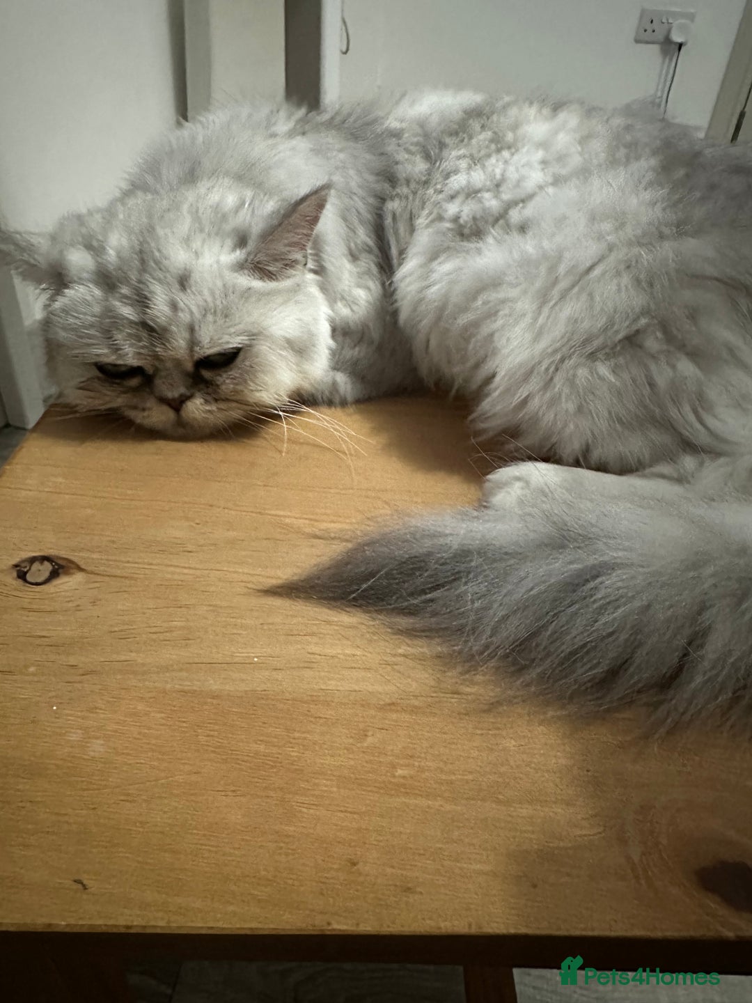 Persian cats for sale: Beautiful Chinchilla Persian Cat (3 Years Old) - Image 2