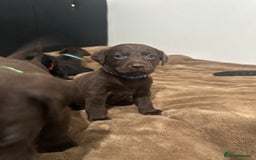 Labrador Retriever dogs for sale: Labrador puppies - Advert 9