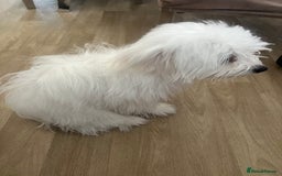 Maltese dogs for sale: Maxie - Image 3