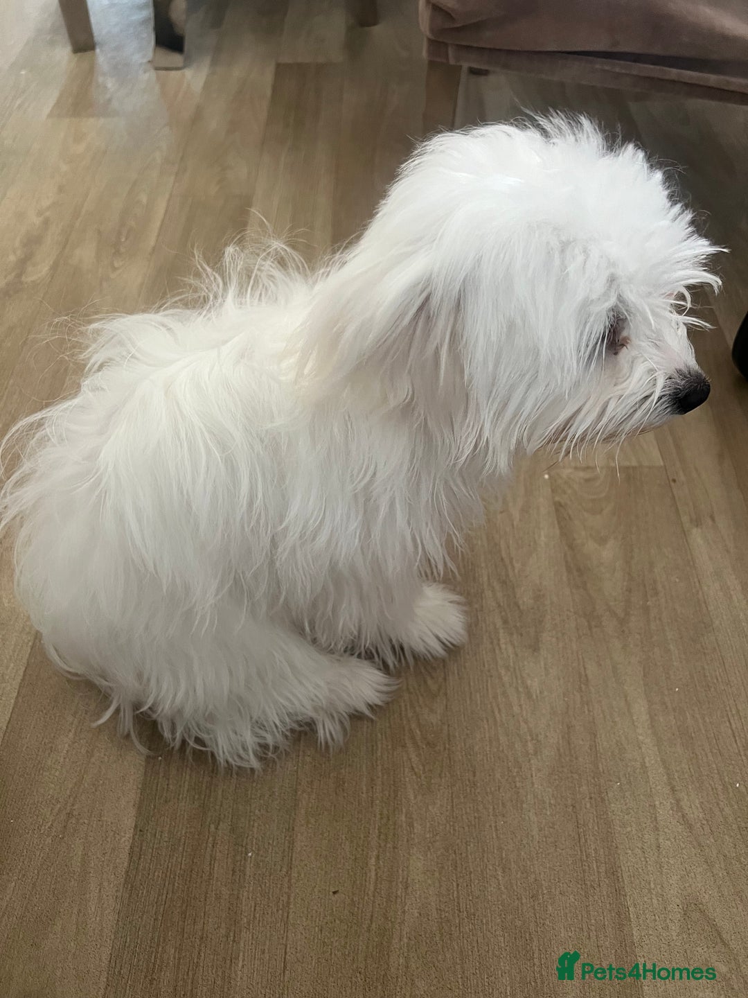 Maltese dogs for sale: Maxie - Image 3