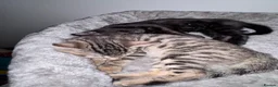 Bengal cats for sale: Bengal kittens  in Swindon - Advert 9