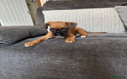 Boxer dogs for sale: Gorgeous boxer puppies for sale  - Image 5