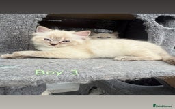 Ragdoll cats for sale: *STUNNING* litter of full ragdoll kittens  - Image 5