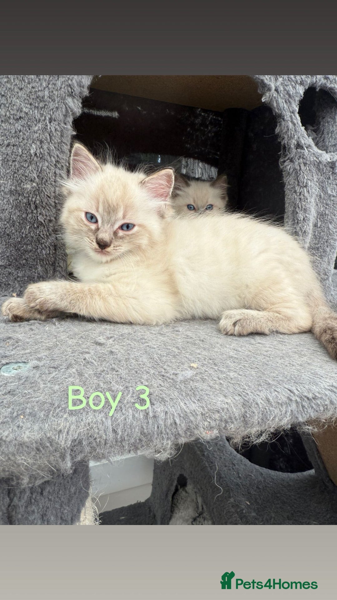 Ragdoll cats for sale: *STUNNING* litter of full ragdoll kittens  - Image 5