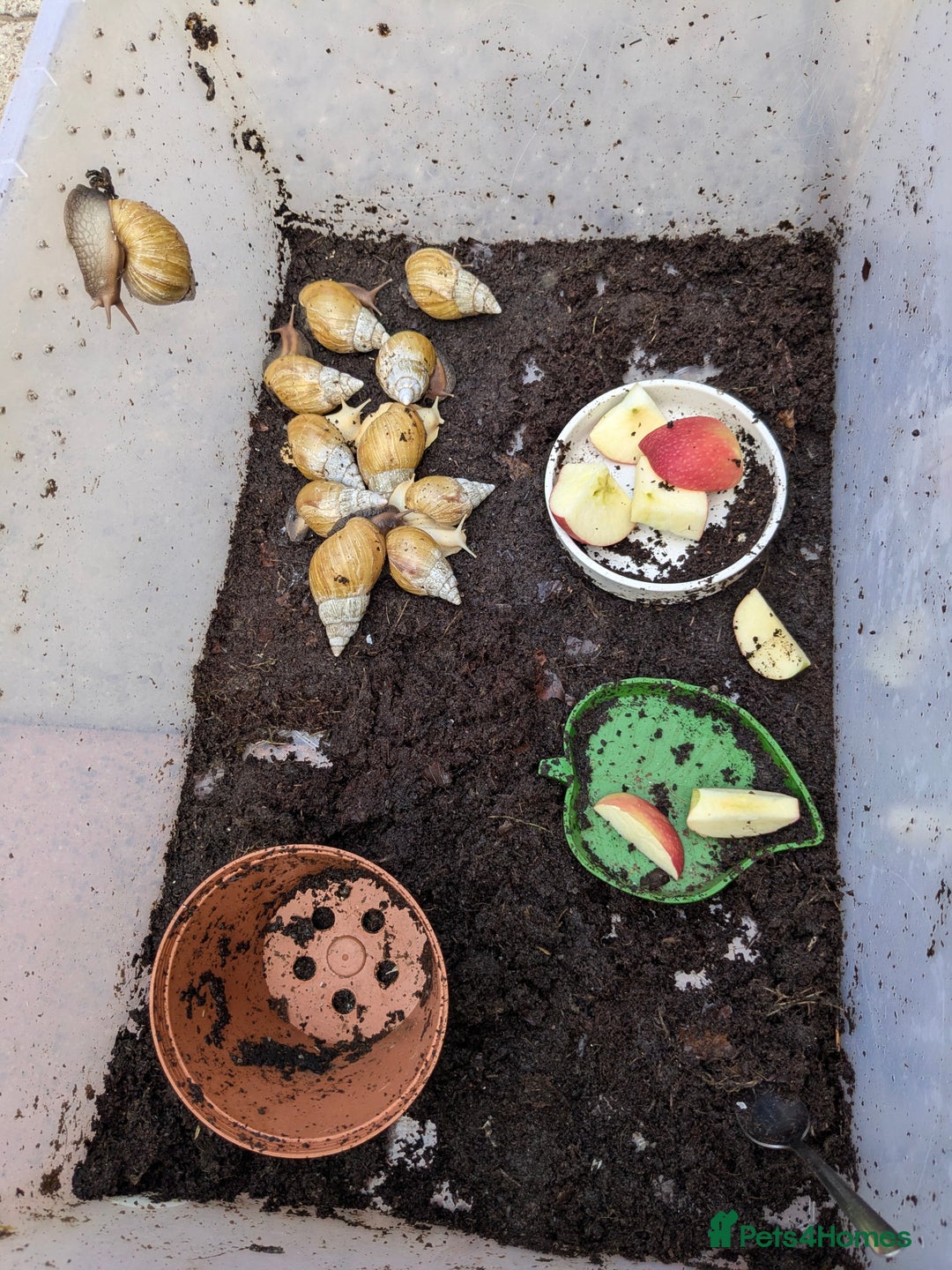Snails invertebrates for sale: Giant African land snails for rehoming  - Image 1