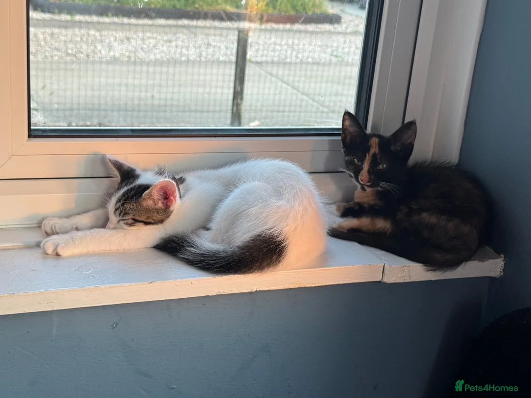 Mixed Breed cats for sale: Male and female kittens  - Advert 2