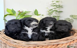 Australian Labradoodle dogs for sale: Australian labradoodle** READY TO GO** - Image 16