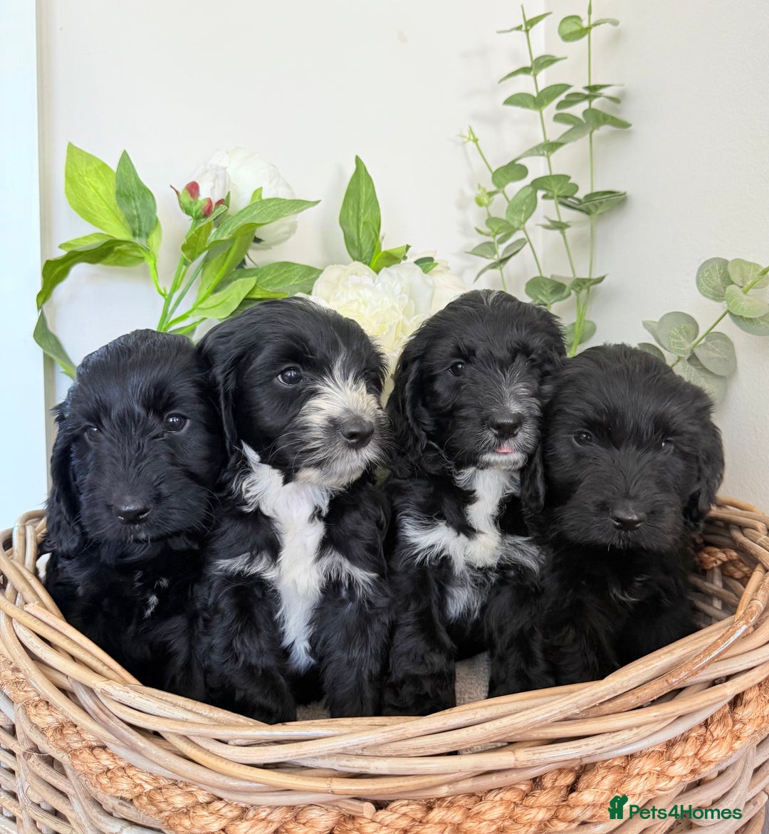 Australian Labradoodle dogs for sale: Australian labradoodle** READY TO GO** - Image 16