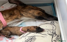 Mixed Breed dogs for sale: German shepherd x Lurcher puppies  - Image 8
