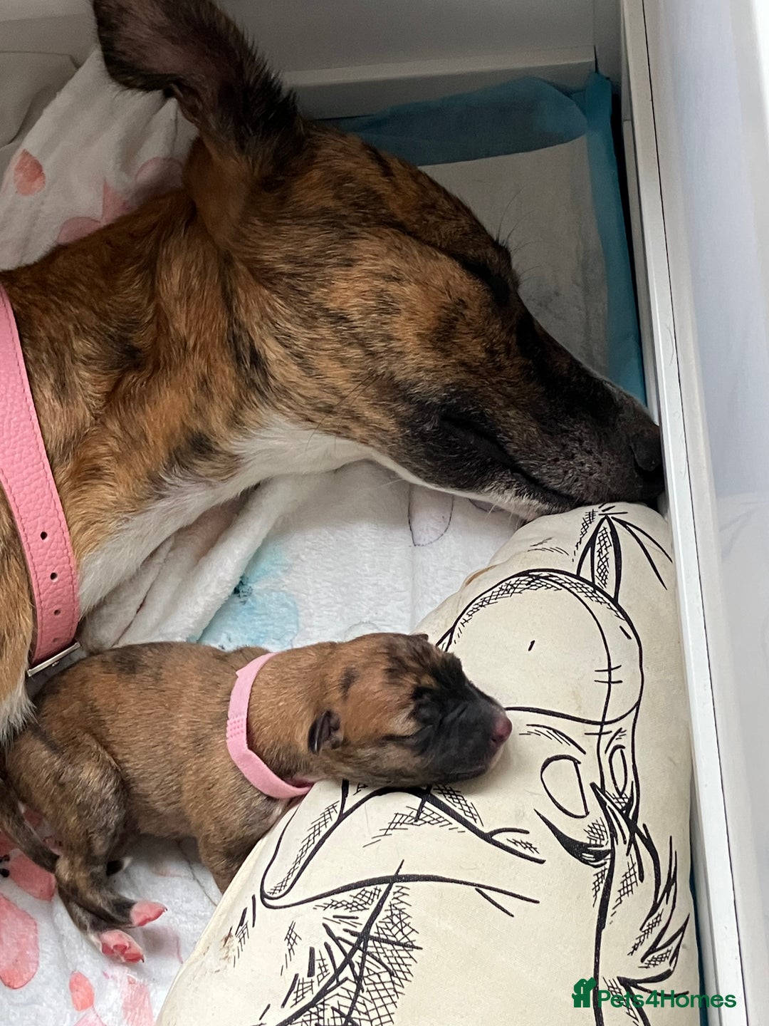 Mixed Breed dogs for sale: German shepherd x Lurcher puppies  - Image 8