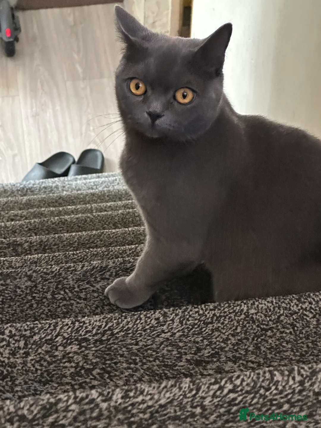 British Shorthair cats for sale: British shorthair  in Bolton - Advert 2