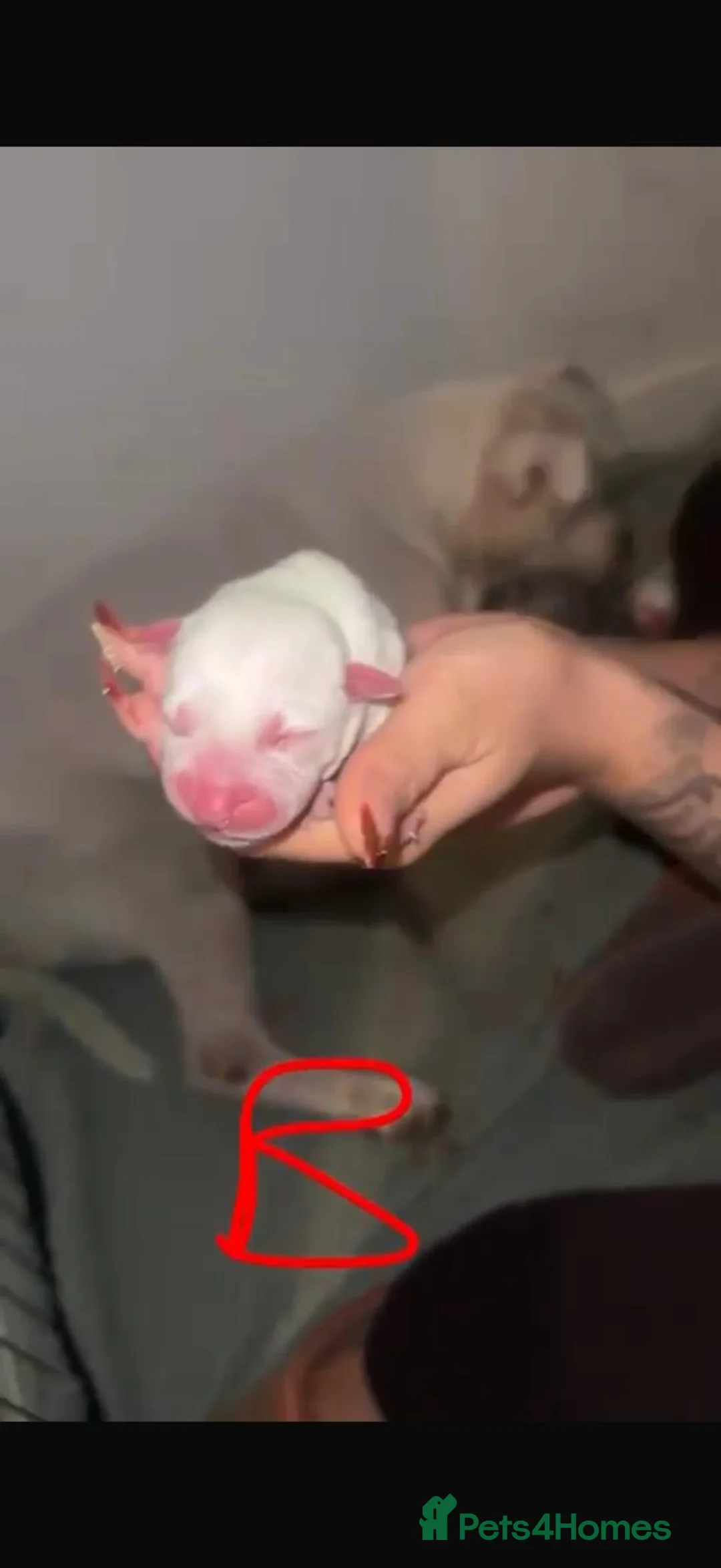 Mixed Breed dogs for sale: Beautiful mixed litter of puppies for sale - Advert 10