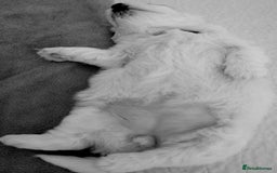 Bichon Frise dogs for sale: Barny and Bubba have had three lovely Puppies.   - Advert 5