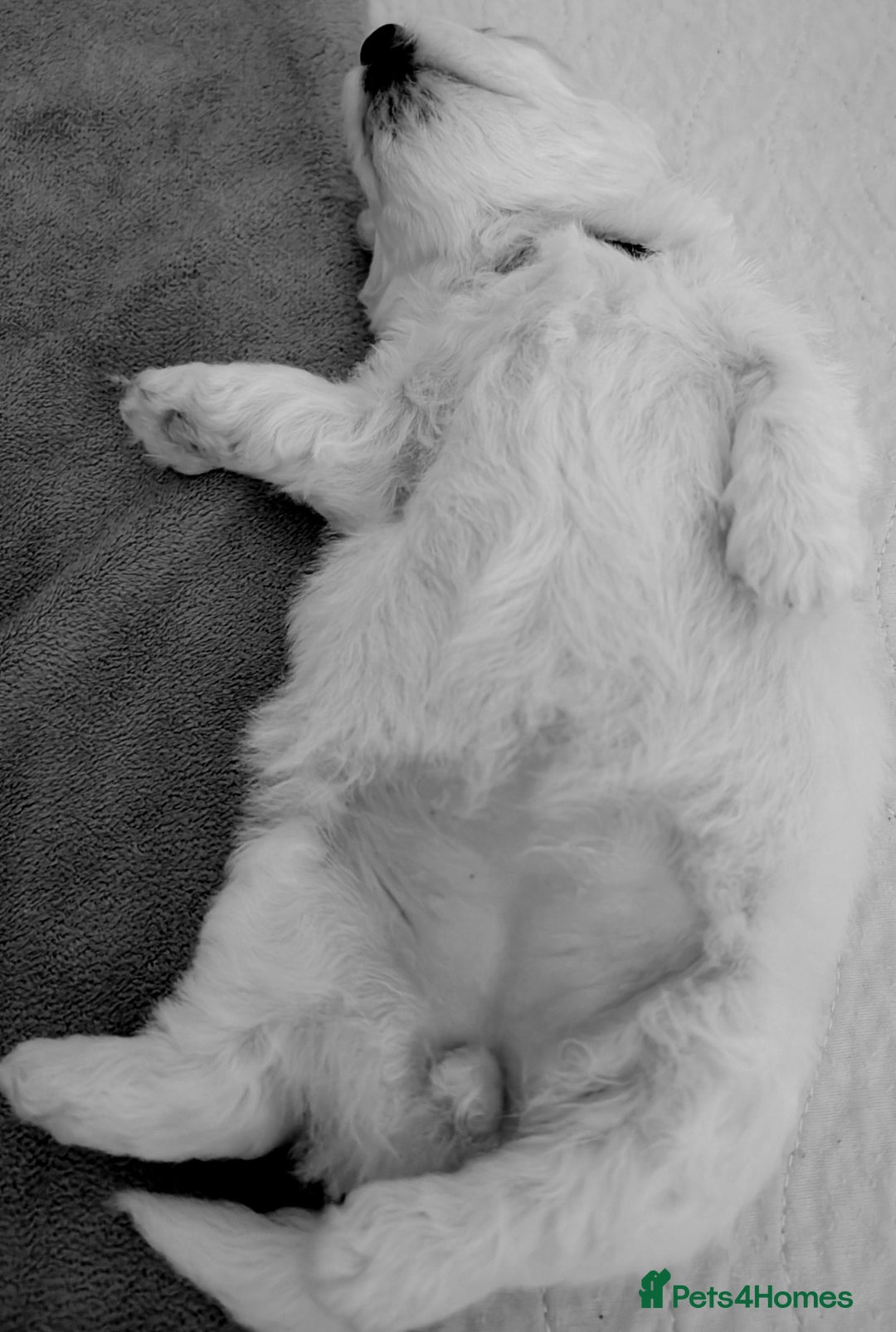 Bichon Frise dogs for sale: Barny and Bubba have had three lovely Puppies.   - Advert 5