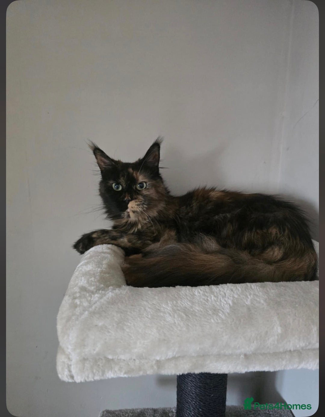 Mixed Breed cats for sale: Maincoons x - Advert 7