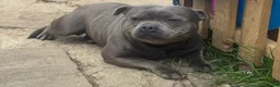 Staffordshire Bull Terrier dogs for sale: 3 year old blue female  - Advert 9