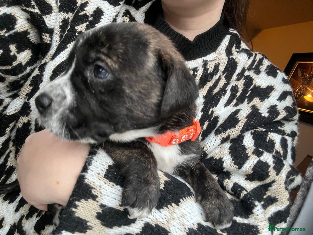 Mixed Breed dogs for sale: Presa Canario X American Bulldog puppies - Advert 4