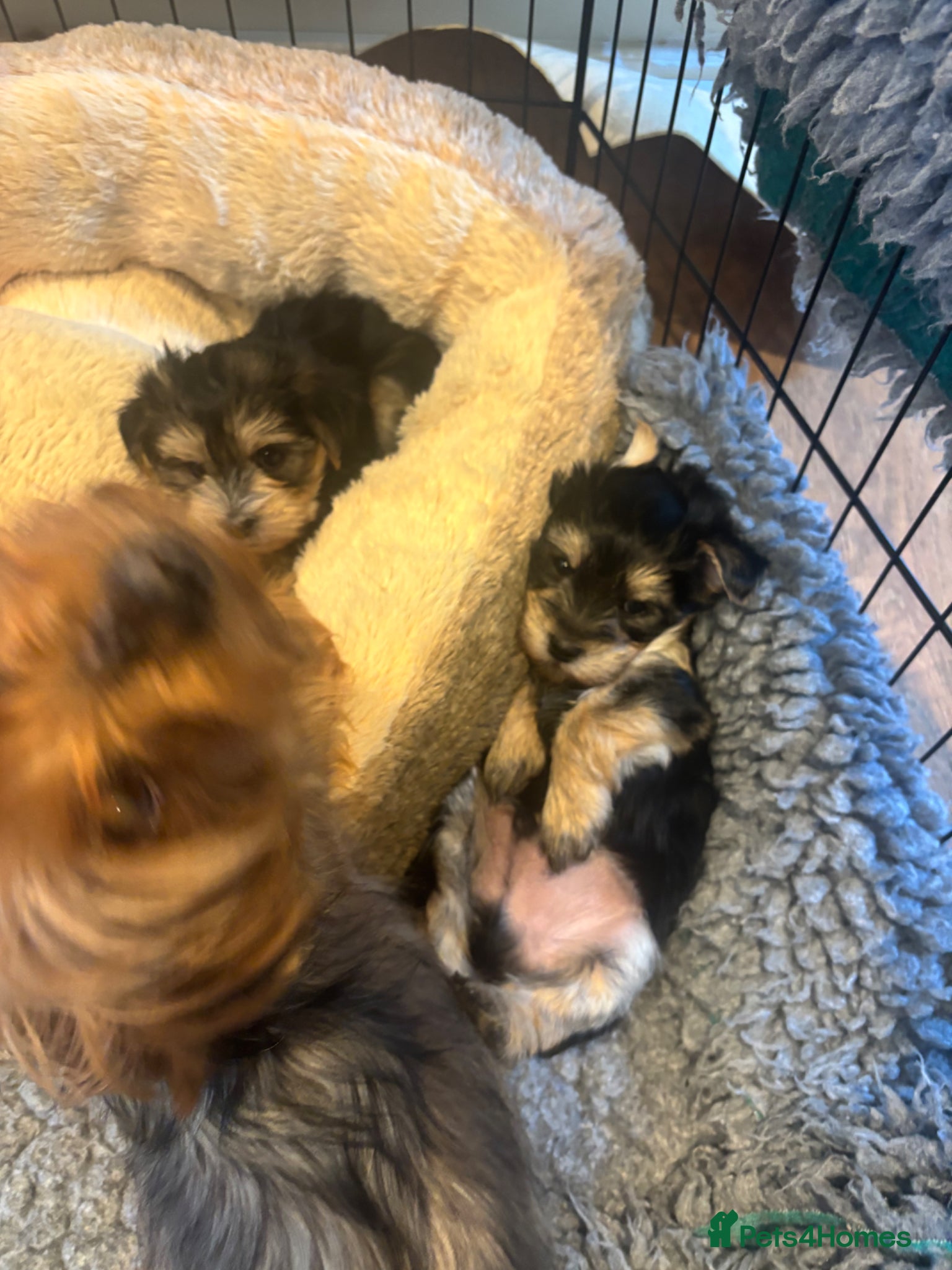 Morkie dogs Morkie puppies  - Advert 3