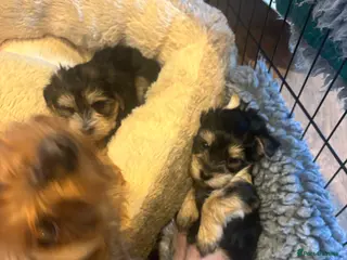 Morkie dogs Morkie puppies - Advert 3