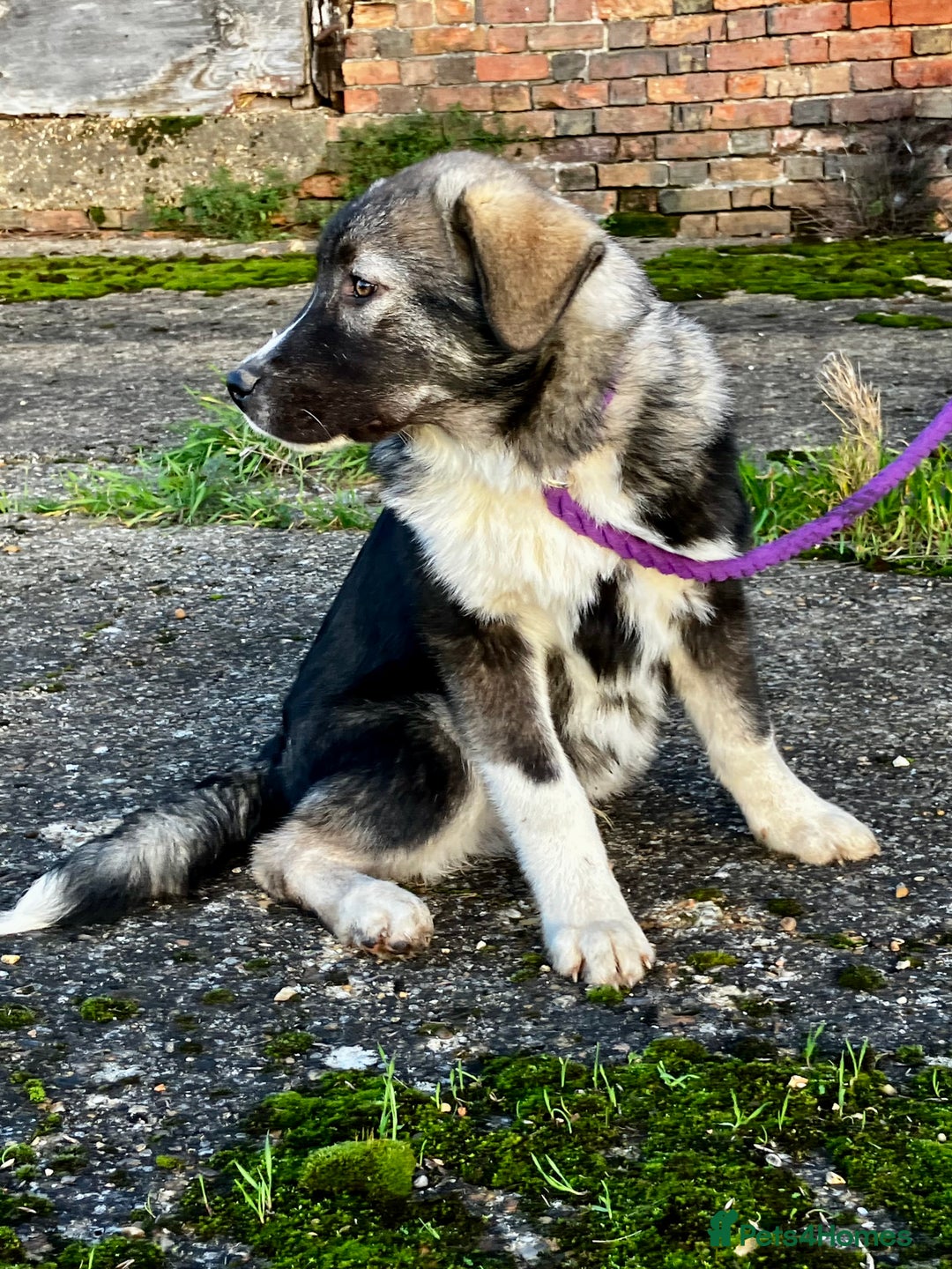 Mixed Breed dogs for sale: READY NOW! Pure Husky x Caucasian Shepherd - Advert 18