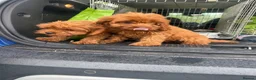 Cavapoo dogs for sale: cavapoo puppies  in Reading - Advert 12
