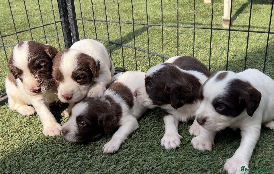 English Springer Spaniel dogs Kc registered ernglish springer spaniel puppies - Advert 2