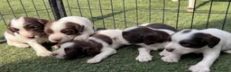 English Springer Spaniel dogs for sale: Kc registered ernglish springer spaniel puppies - Advert 1