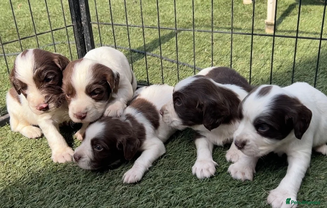 English Springer Spaniel dogs for sale: Kc registered ernglish springer spaniel puppies - Advert 1