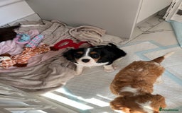 Cavalier King Charles Spaniel dogs for sale: KC Cavalier King Charles spaniel puppies - Image 13