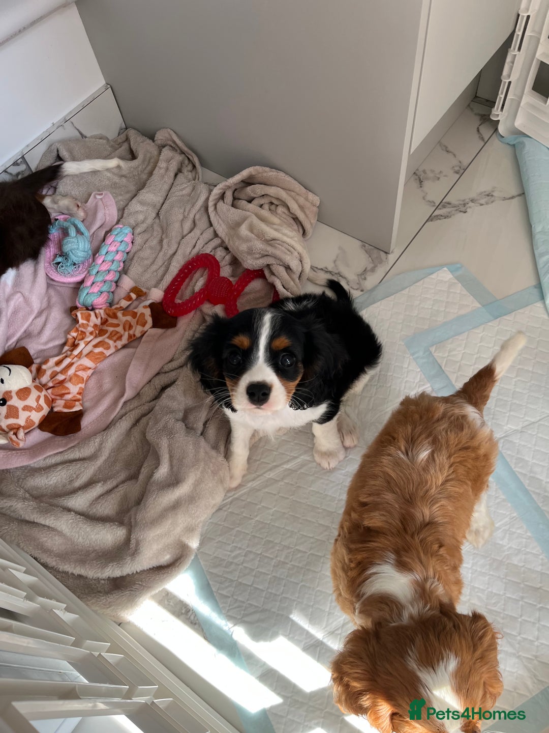 Cavalier King Charles Spaniel dogs for sale: KC Cavalier King Charles spaniel puppies - Image 13