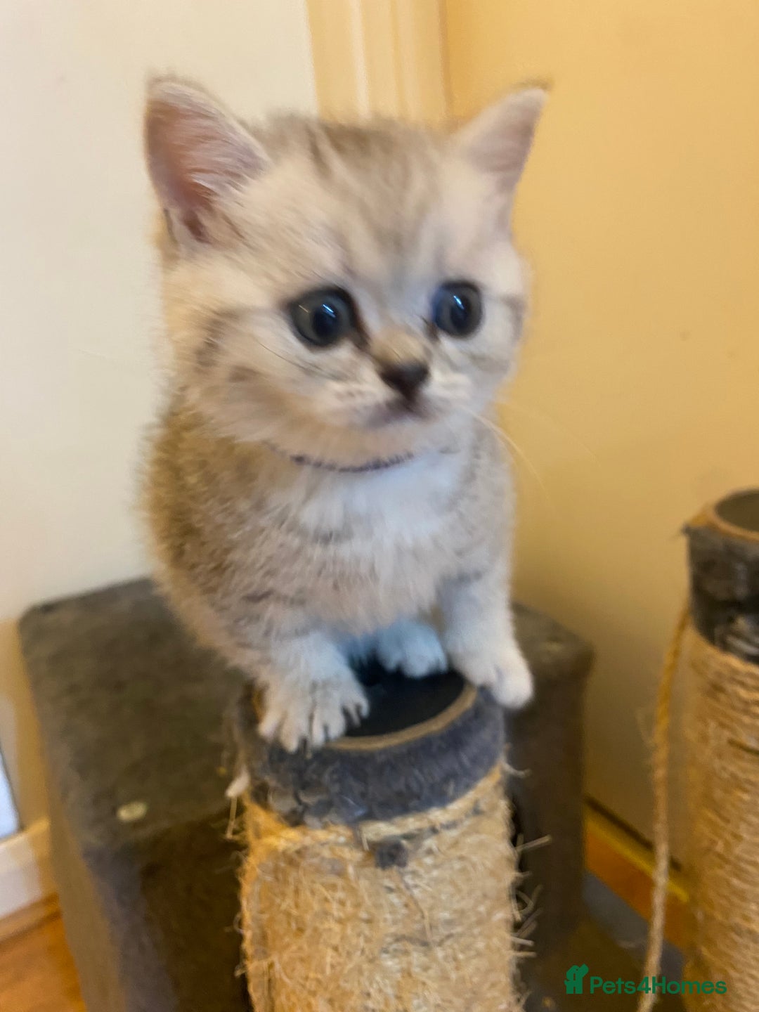 British Shorthair cats for sale: British shorthair kittens, cute and adorable  - Advert 8