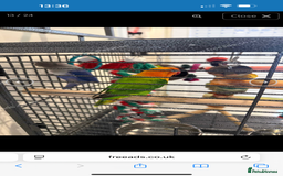 Lovebirds birds for sale: 2 beautiful love birds full set up  - Image 8