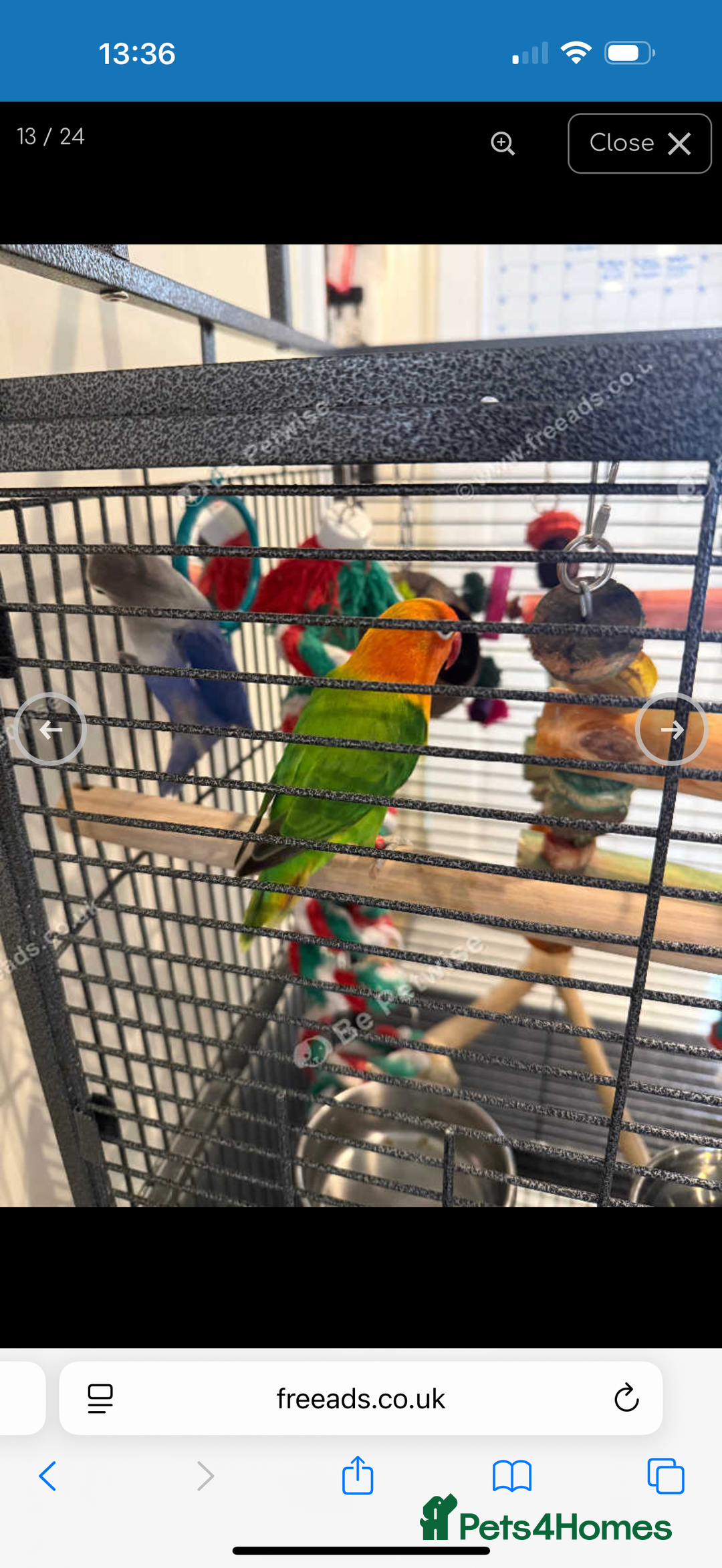 Lovebirds birds for sale: 2 beautiful love birds full set up  - Image 8