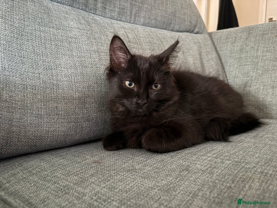 Ragdoll cats for sale: Male Ragdoll - Advert 3