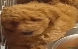 Cavapoo dogs for sale: 1 girl left - Image 3