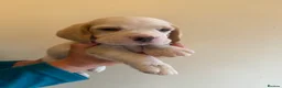 Beagle dogs for sale: BEAUTIFUL RKC PUPPIES FROM RENOWNED TOP BREEDER  - Advert 9