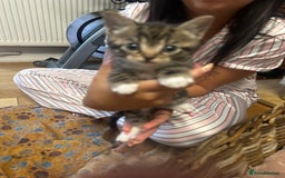 Mixed Breed cats for sale: 6 Of the cutest kittens ever !  - Image 14